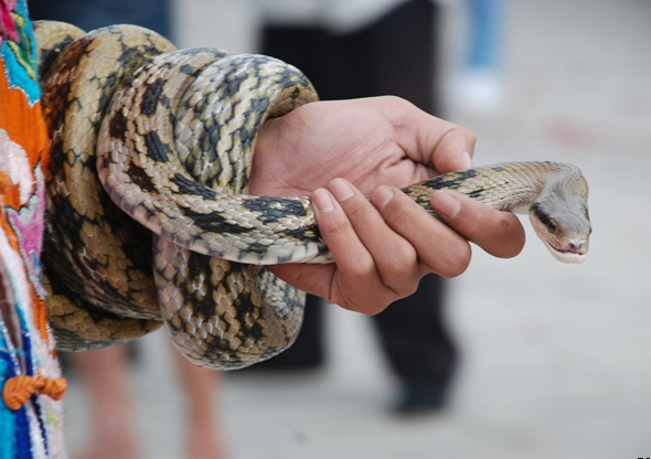 珠海防蛇 捉蛇