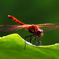 蜻蜓科技新闻 白蚁的特性和繁殖速度如何？