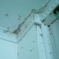 防止白蚁侵入家里